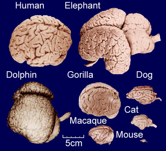 File:Brains.jpg