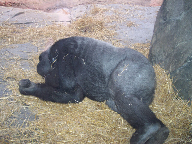 File:Sleepygirlgorilla.jpg