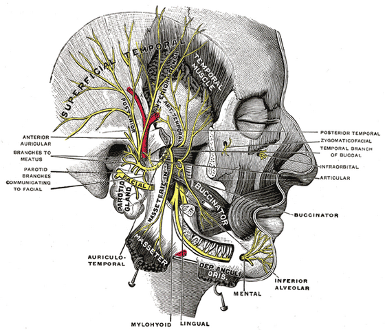 File:Gray781.png