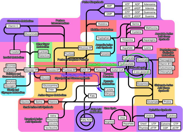 File:Metabolism 790px partly labeled.png