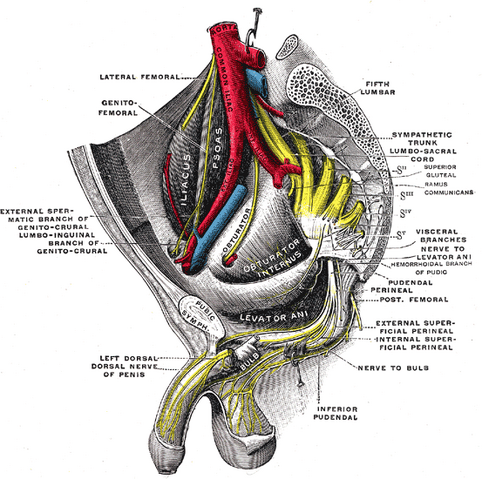 File:Gray837.png