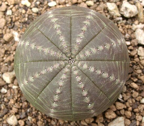 File:E obesa symmetrica ies.jpg