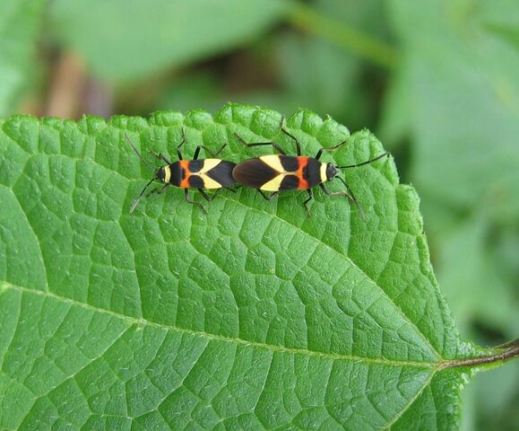 File:DirkvdM love-bugs.jpg