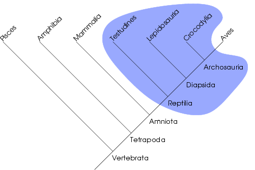 File:Paraphyletic.png