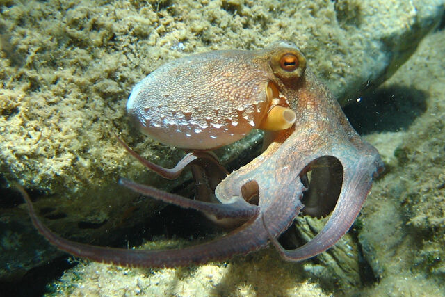 File:Octopus vulgaris2.jpg