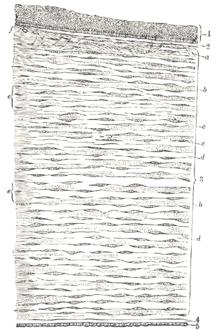 File:Gray871.png