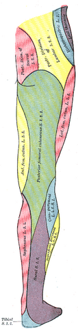 File:Gray831.png