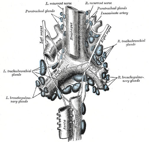File:Gray622.png