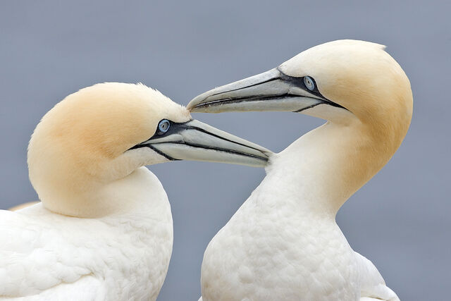 File:Two Gannets edit 2.jpg