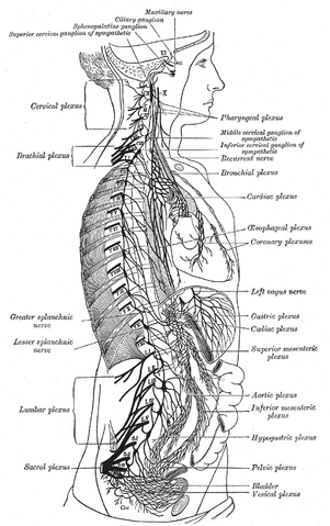 File:Gray838.png