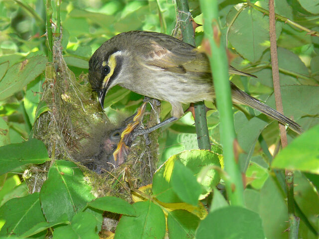 File:Yellow-faced-honeyeater.jpg