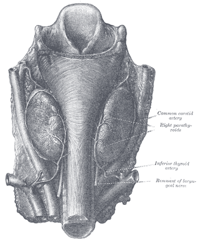 File:Parathyroidglands.png
