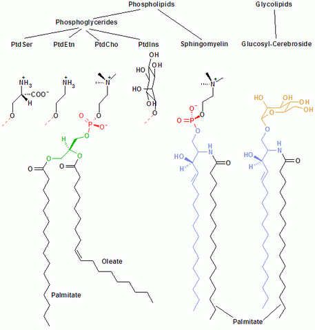 File:Membrane lipids.png