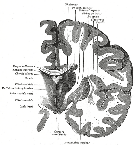 File:Gray718.png