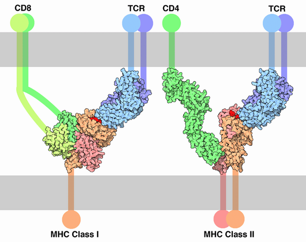 File:TCR-MHC bindings.png