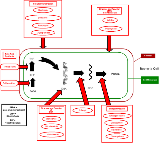 File:Antibiotics action.png