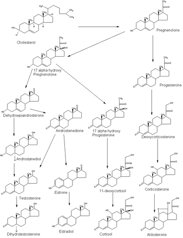 File:Steroidogenesis.gif