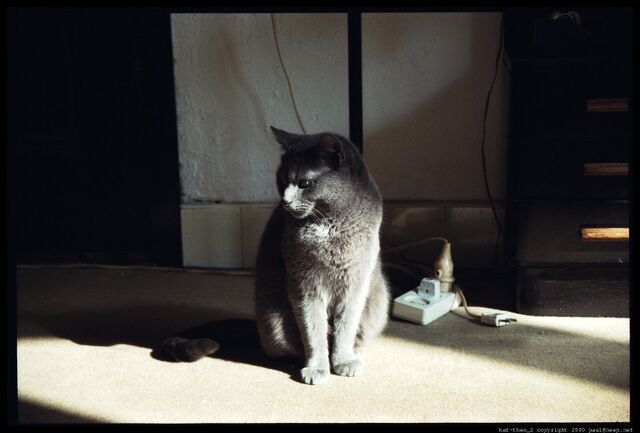 File:BlackCatTheoNijmegen.jpg