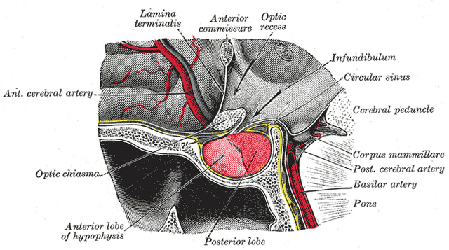 File:Gray1180.png