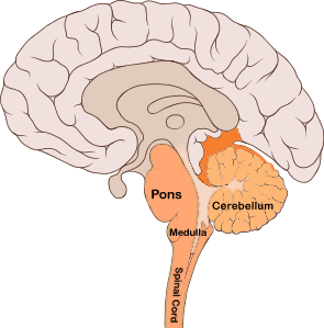 File:Brain bulbar region.PNG
