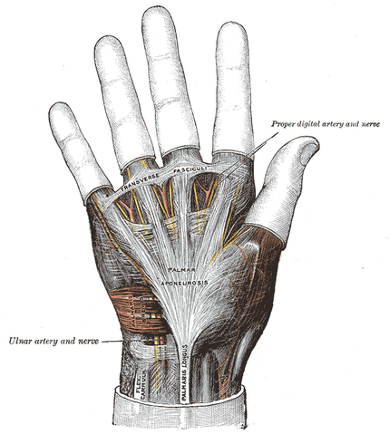 File:Gray425.png