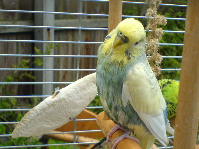 File:WetBudgie.jpg