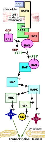 File:MAPKpathway.png