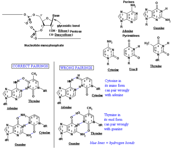 File:Dna pairing aa.gif