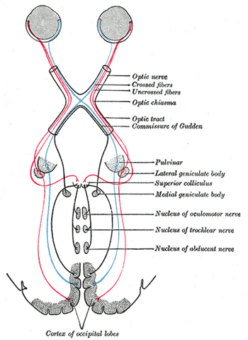File:Gray774.png