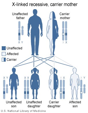 genetic problems of the cousin marriages sociology essay Parental responses to consanguinity and genetic disease in saudi arabia some families adopted a cautious approach to cousin marriages and future births while mendelian inher- the genetic problem. genetic problems of the cousin marriages sociology essay Parental responses to consanguinity and genetic disease in saudi arabia some families adopted a cautious approach to cousin marriages and future births while mendelian inher- the genetic problem.