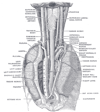 File:Gray1032.png