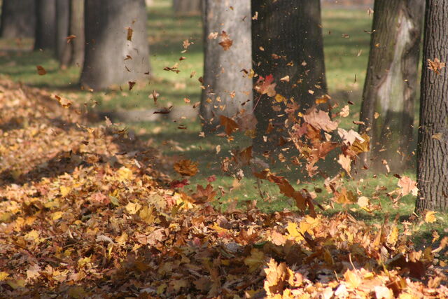 File:Autumn.jpg