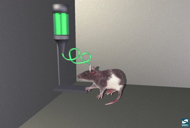 File:Ratselfinject.gif