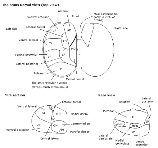 File:Constudthal.gif