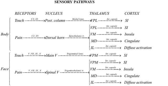 File:Touch Pain Pathways.png