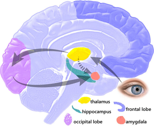 File:EQbrain optical stim en.jpg