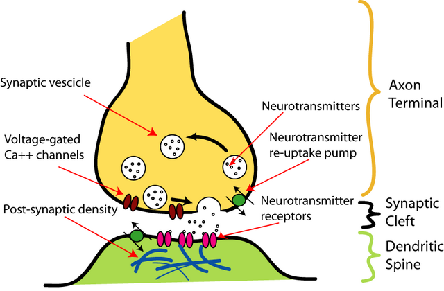 File:SynapseIllustration2.png