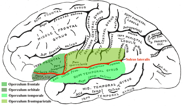 File:Operculum.png
