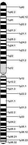 File:116px-Chromosome 1.jpeg