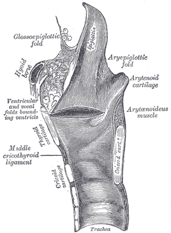 File:Gray953.png