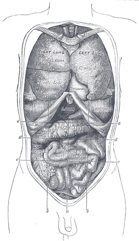File:Gray1034.png
