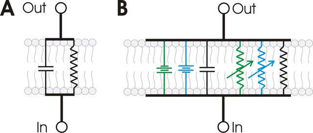 File:RC membrane circuit.jpg