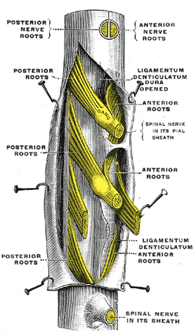 File:Gray796.png