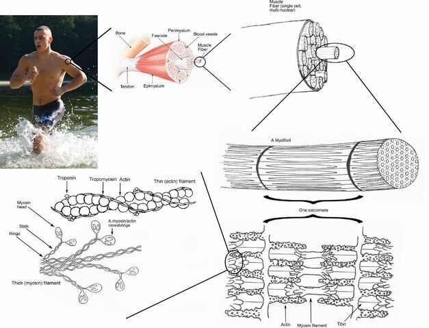 File:Skeletal muscle.jpg