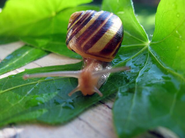 File:Snail WA.jpg