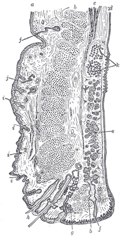 File:Gray893.png