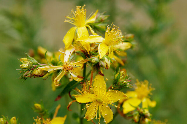 File:Saint johns wart flowers.jpg