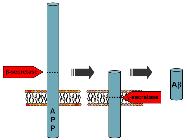 File:APP processing.png