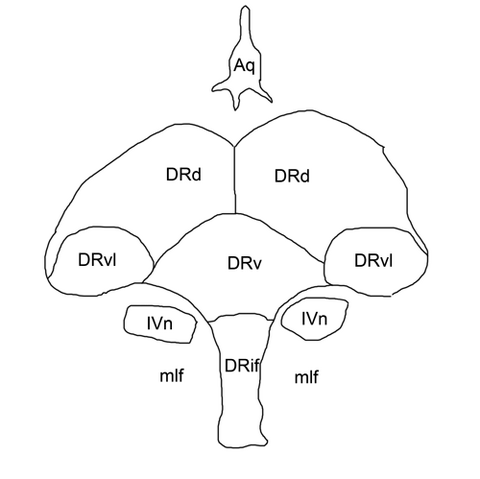 File:Drn.png