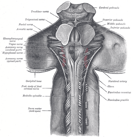 File:Gray686.png